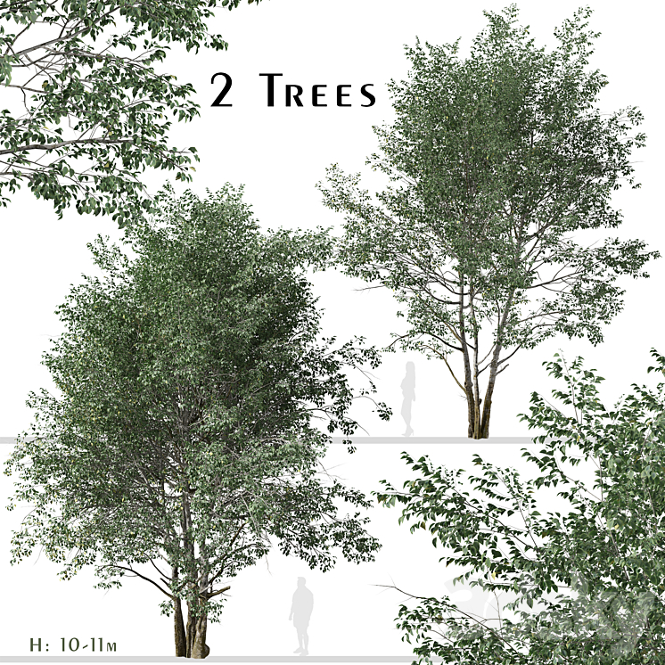 Set of Downy Birch Trees (Betula pubescens) (2 Trees) 3DS Max - thumbnail 1