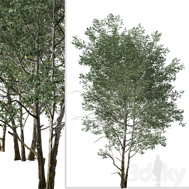 Set of Downy Birch Trees (Betula pubescens) (2 Trees) 3DS Max - thumbnail 2