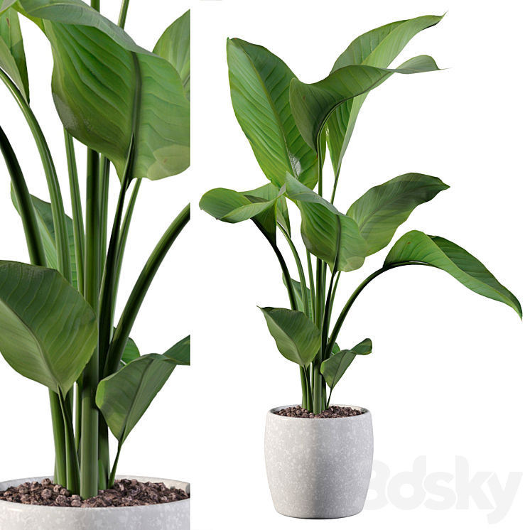 Plants collection 100 – strelitzia 3DS Max Model - thumbnail 1