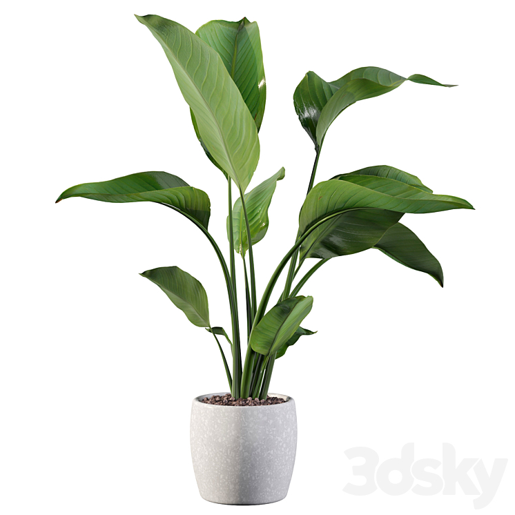 Plants collection 100 – strelitzia 3DS Max Model - thumbnail 2