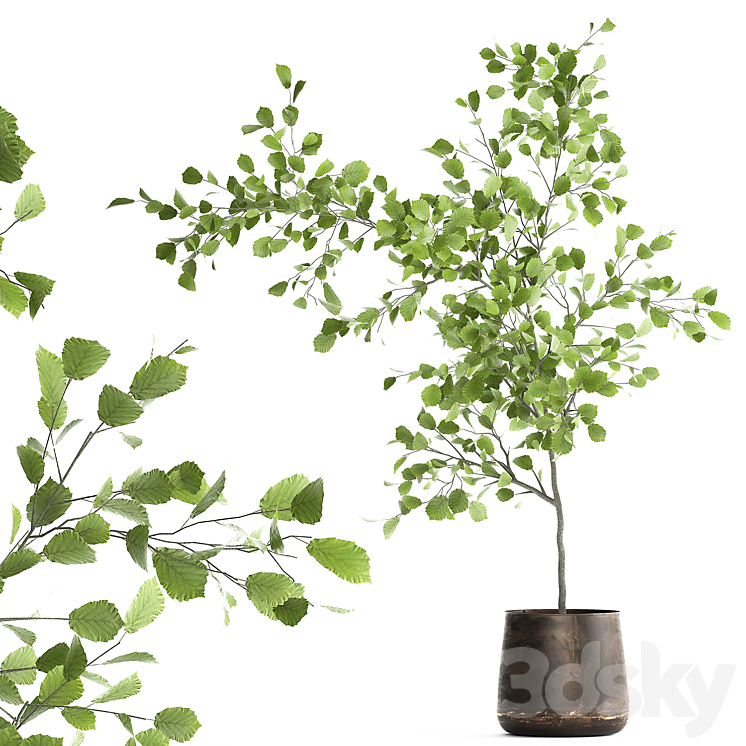 Decorative small Linden tree Hazel in a rusty metal pot. Set 953. 3DS Max - thumbnail 1