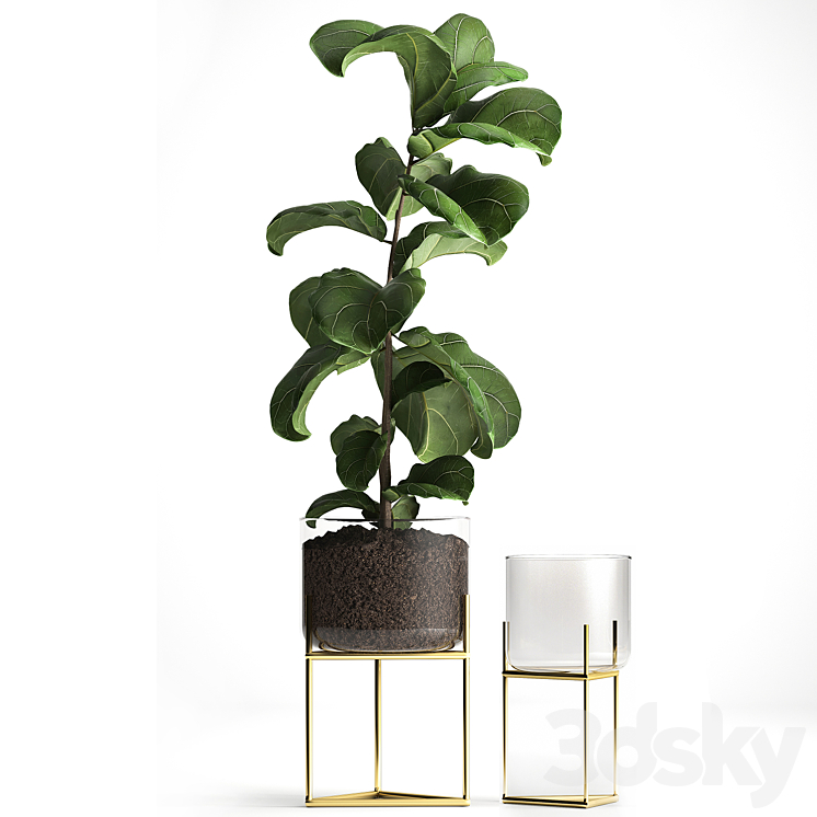 Plant collection 960. Ficus lirata, tree, flowerpot, zara home, luxury