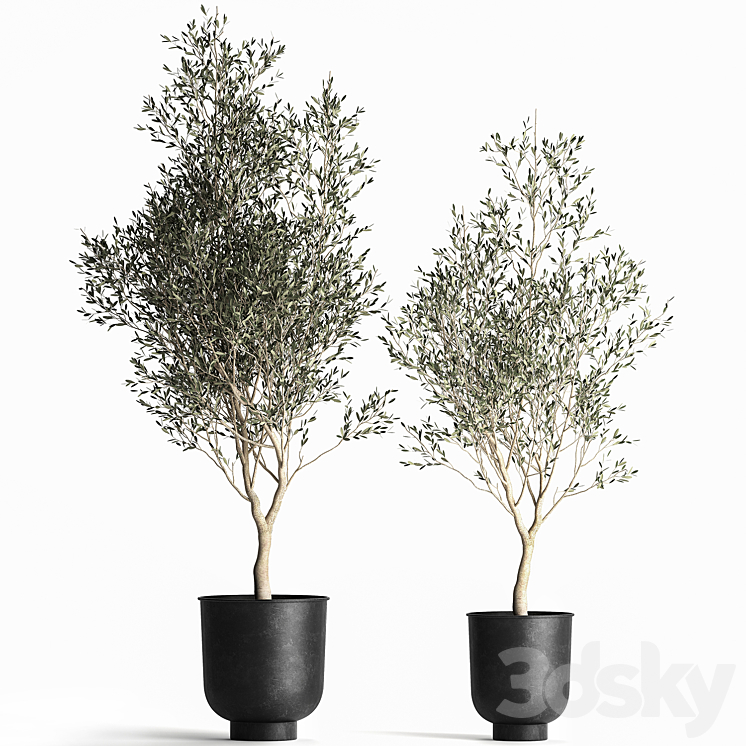 A collection of small Olive trees in a black metal pot and flowerpot. Set 967. 3DS Max Model - thumbnail 1
