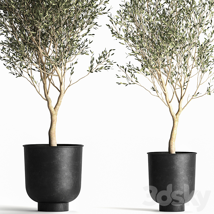 A collection of small Olive trees in a black metal pot and flowerpot. Set 967. 3DS Max Model - thumbnail 2