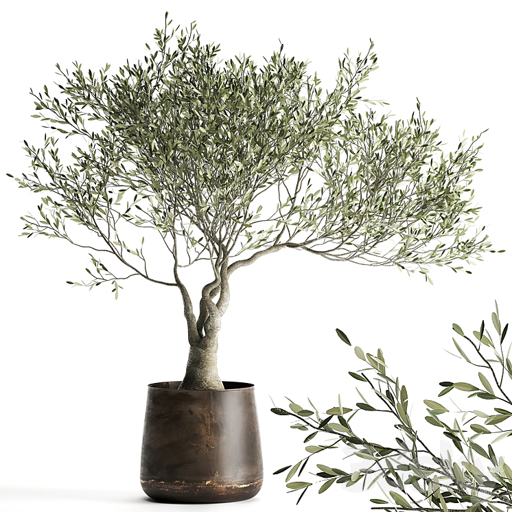 A small olive tree in a rusty metal pot and flowerpot.  969. 3DS Max - thumbnail 2