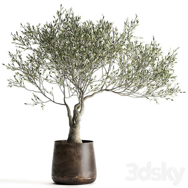 A small olive tree in a rusty metal pot and flowerpot.  969. 3DS Max - thumbnail 1