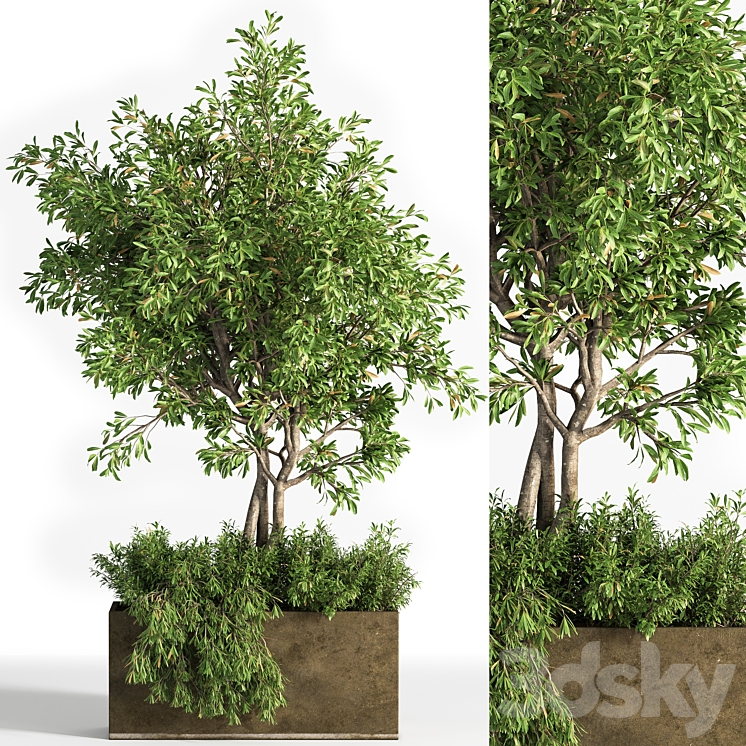 Outdoor plants tree 13 3DS Max Model - thumbnail 1