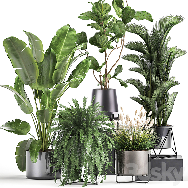 Collection of plants in modern luxury pots with Ficus Lirata fern palm top Ravenala Strelitzia. Set 996. 3DS Max - thumbnail 1