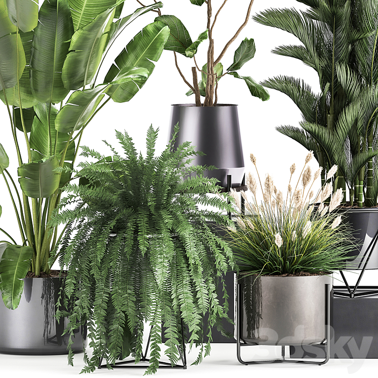 Collection of plants in modern luxury pots with Ficus Lirata fern palm top Ravenala Strelitzia. Set 996. 3DS Max - thumbnail 2