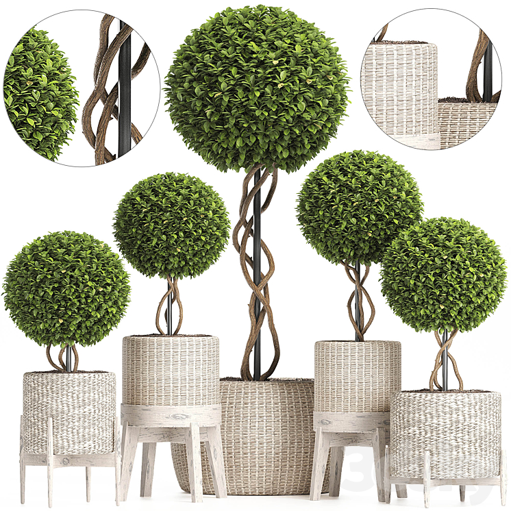 Wicker Woven Tree Topiary Indoor Plant 222 Indoor 3D model