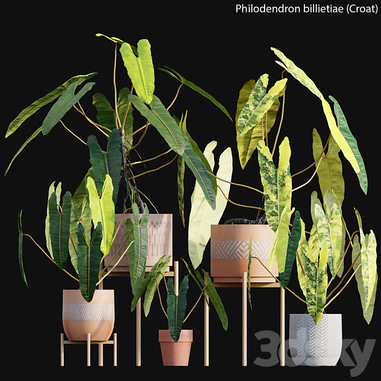 Philodendron billietiae – Croat 3DS Max Model - thumbnail 1