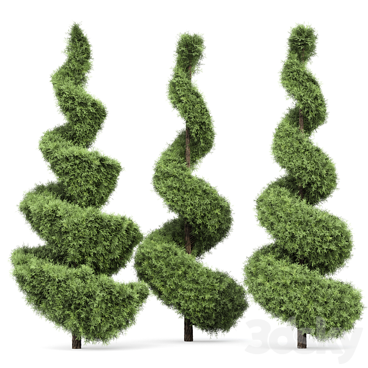 Beloved Italian Cypress 5 trees ideas 3DS Max - thumbnail 2