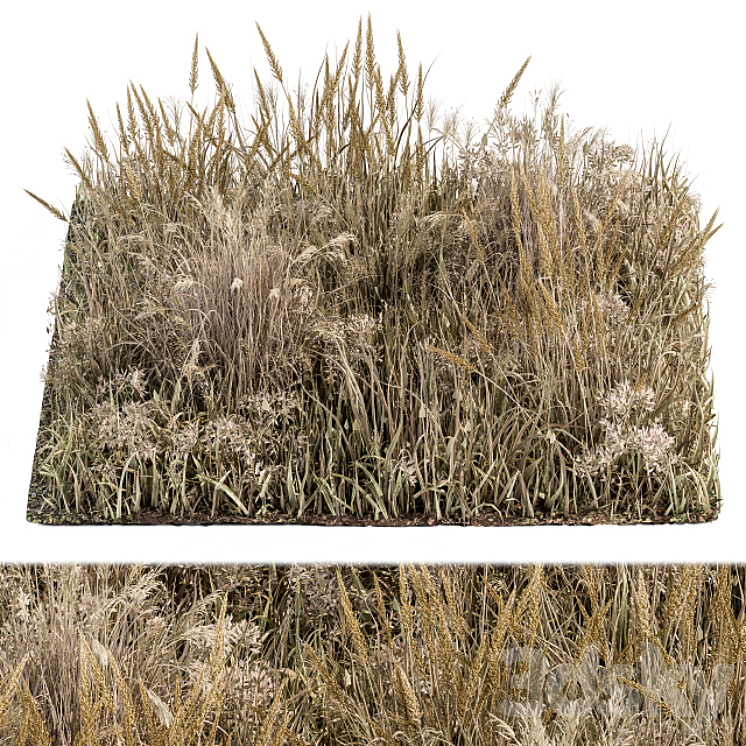 Wild Grass Dried and Wheat – Grass Set 04 3D Model