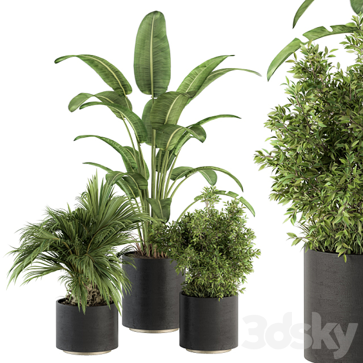 indoor Plant Set 243 – Plant Set in Pot 3DS Max - thumbnail 1