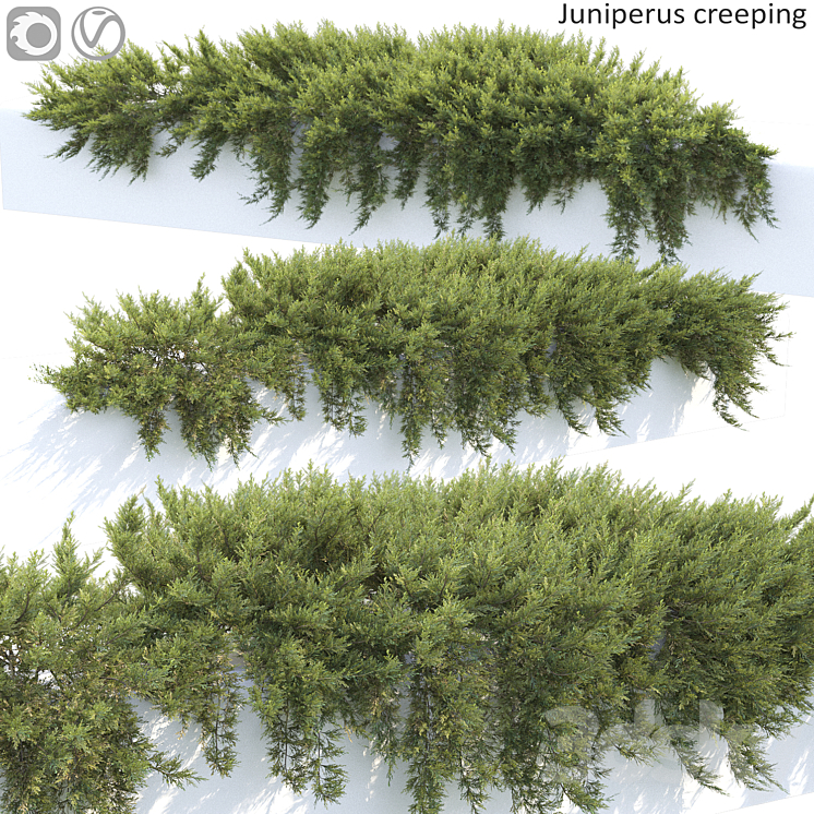 Juniperus 3DS Max - thumbnail 1