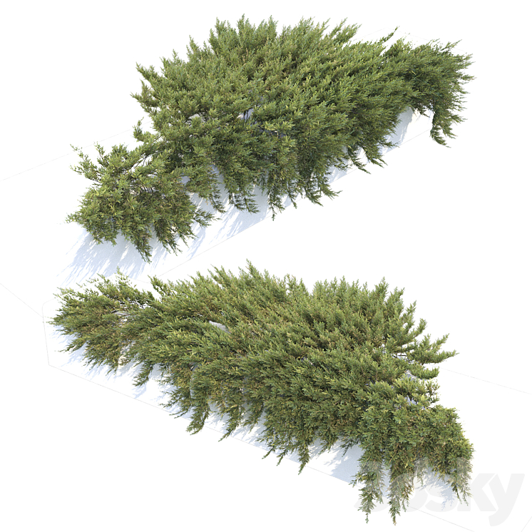 Juniperus 3DS Max - thumbnail 2