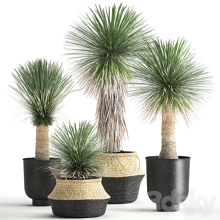 A collection of plants in black pots and baskets of Yucca desert plants. Set 1015. 3DS Max - thumbnail 1
