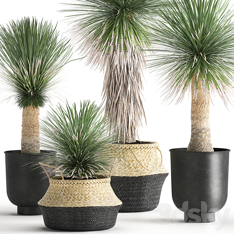 A collection of plants in black pots and baskets of Yucca desert plants. Set 1015. 3DS Max - thumbnail 2