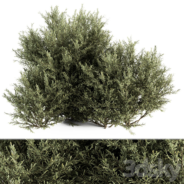 Needle Plant Bush – Bush Set 28 3D Model