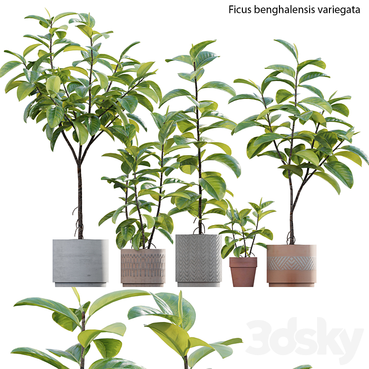 Ficus benghalensis 3DS Max Model - thumbnail 1