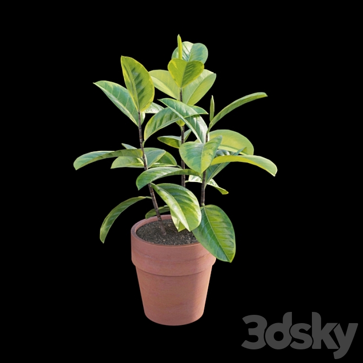 Ficus benghalensis 3DS Max Model - thumbnail 2