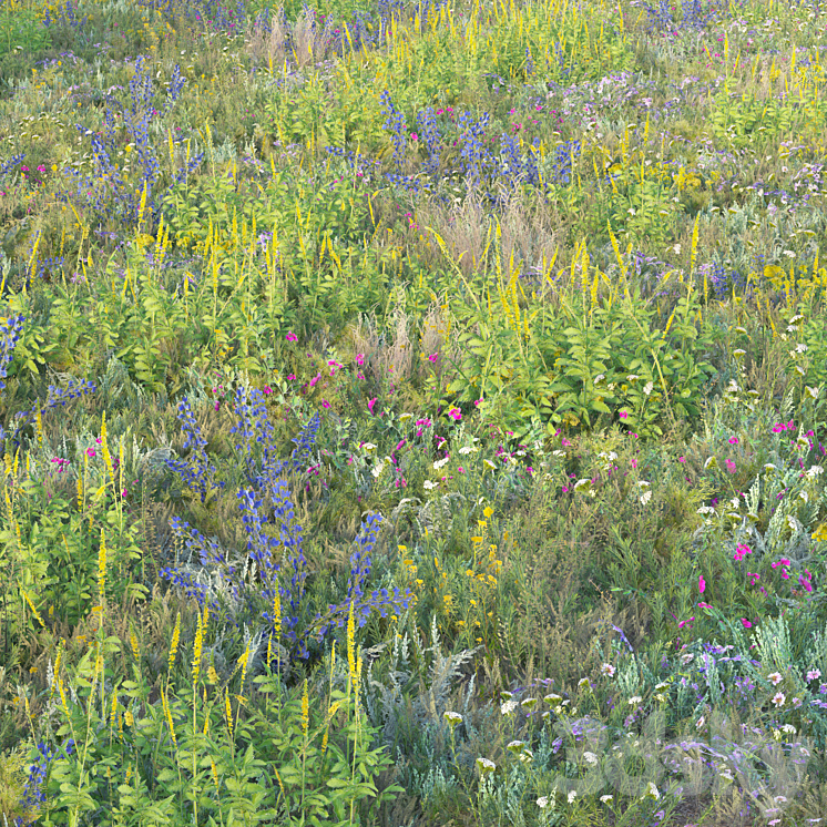 Blooming meadow grass 2 3D Model