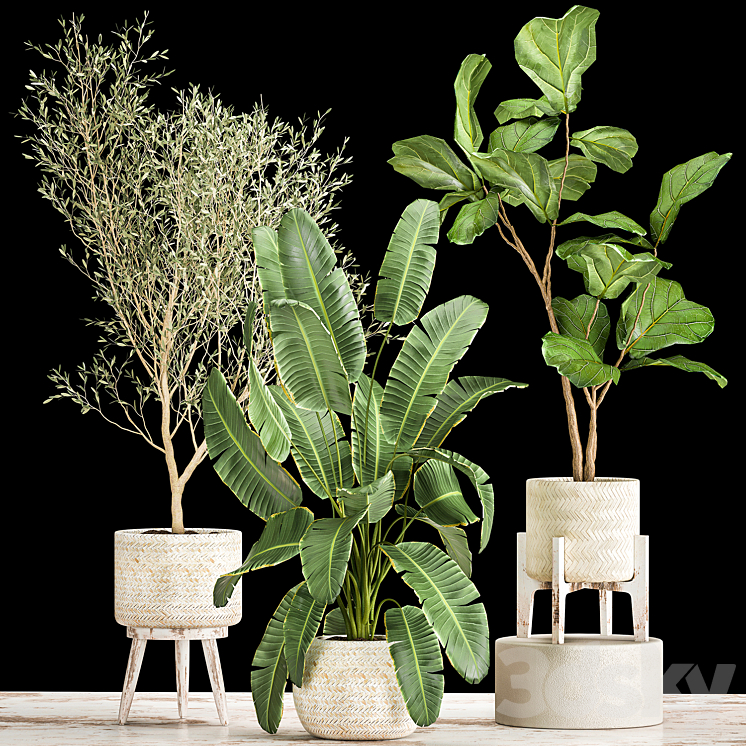 3DS MAX Collection of plants in white baskets with Ficus Lirata and