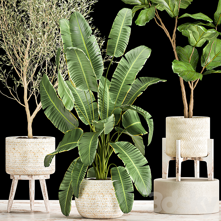 Collection of plants in white baskets with Ficus Lirata and Olive trees Strelitzia banana. Set 1017. 3D Model