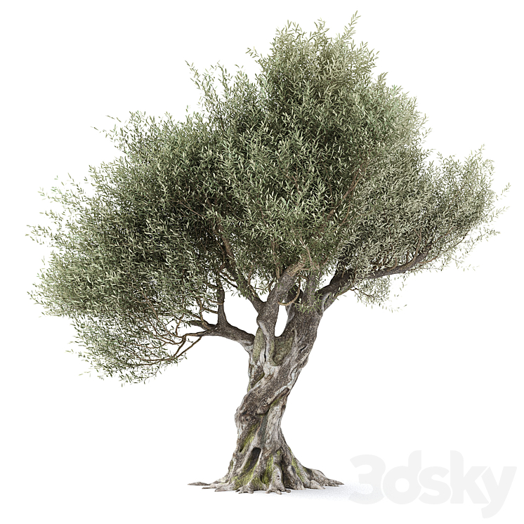 Olive tree 1 3DS Max - thumbnail 1
