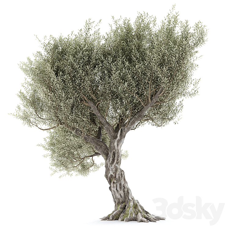 Olive tree 1 3DS Max - thumbnail 2