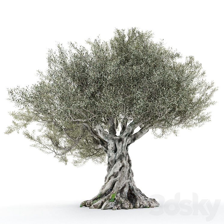 Olive tree 2 3D Model