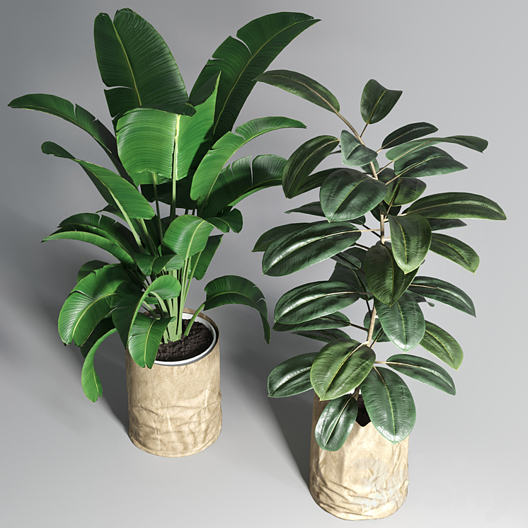 collection Indoor plant 88 paper vase envelope vase pot palnt 3DS Max Model - thumbnail 2