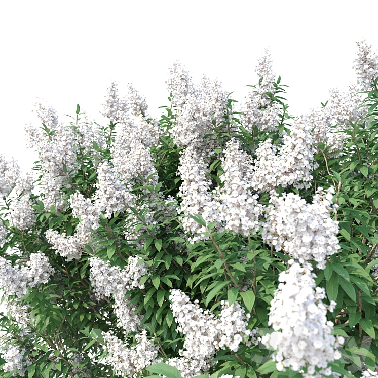 Lagerstromia tree with white flowers No 1 Corona 3D Model