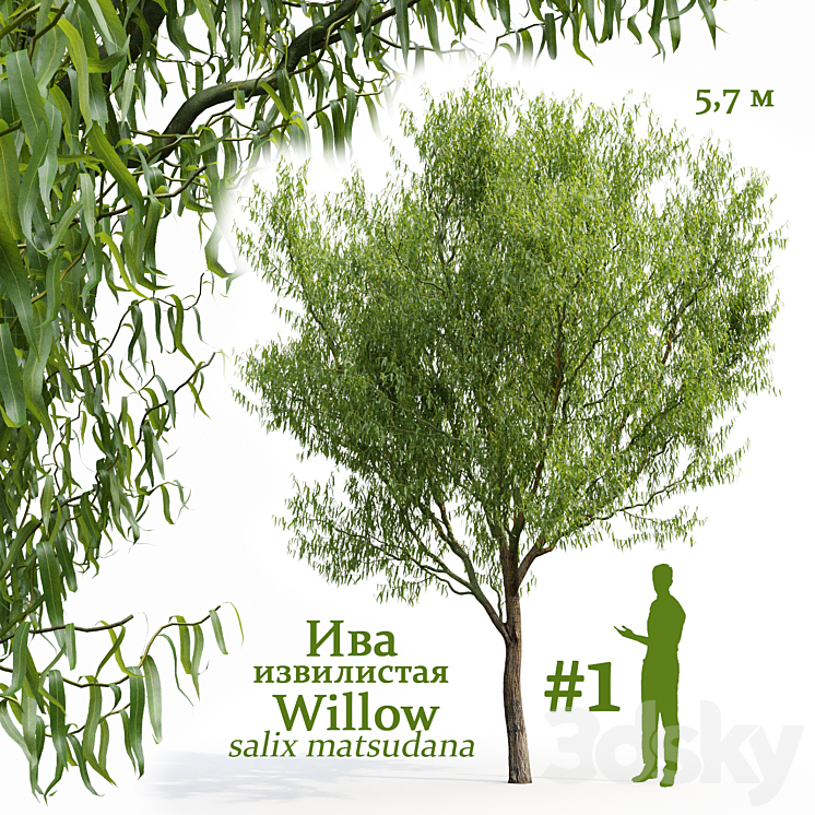 Willow \/ Salix matsudana # 1 3DS Max - thumbnail 1