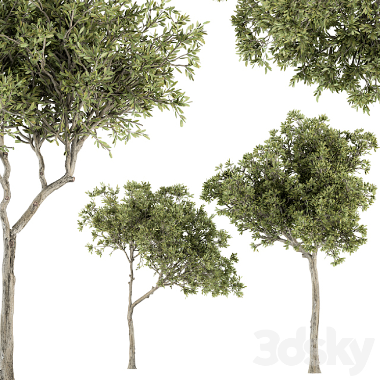Small Fringe Tree – Set 49 3DS Max - thumbnail 2