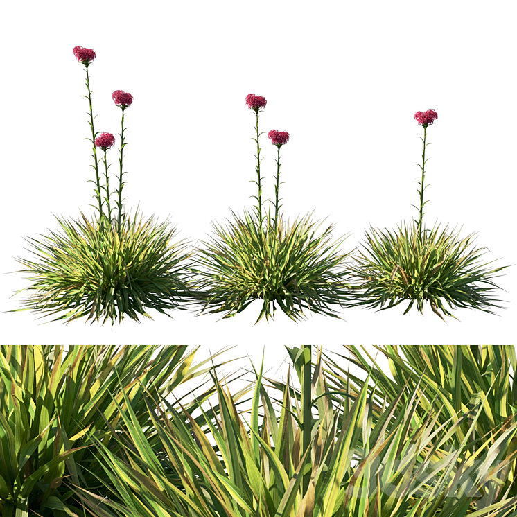 Doryanthes Excelsa_Gymea Lily 3DS Max Model - thumbnail 1