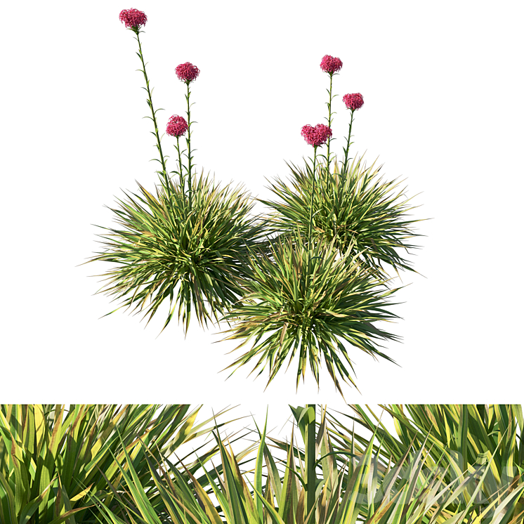 Doryanthes Excelsa_Gymea Lily 3DS Max Model - thumbnail 2
