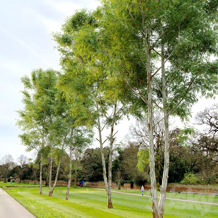 Eucalyptus_2 3D Model