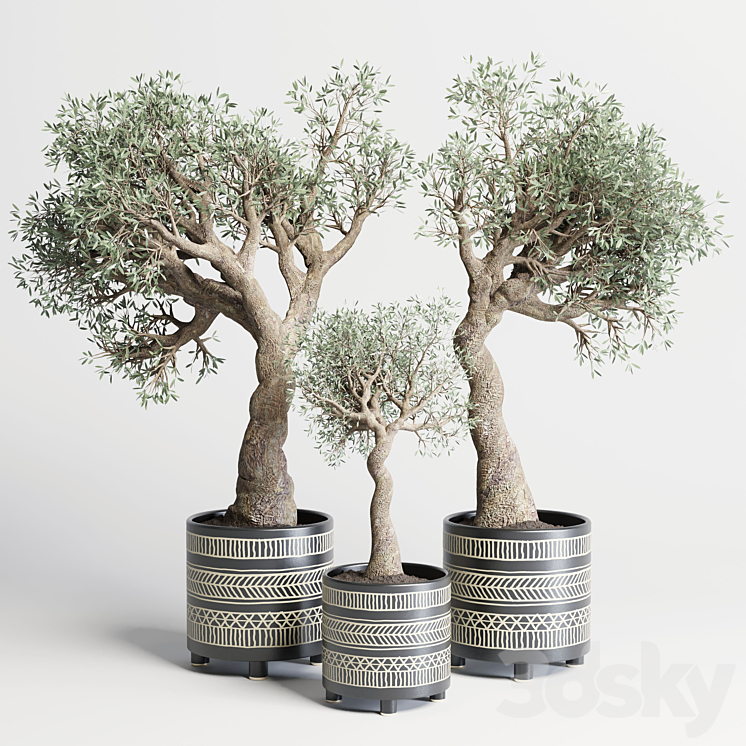 collection Indoor plant 99 vase handmade pottery-family tree old olive pot 3DS Max - thumbnail 1