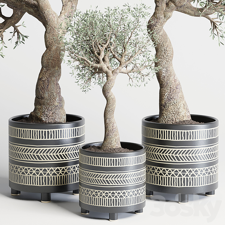 collection Indoor plant 99 vase handmade pottery-family tree old olive pot 3DS Max - thumbnail 2