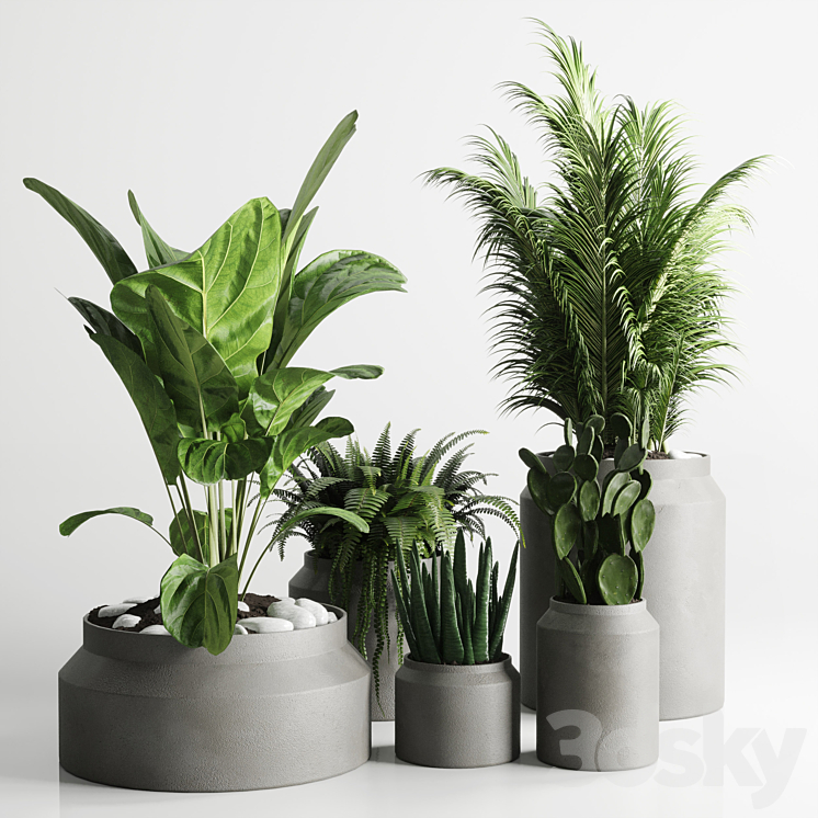 Collection indoor plant 96 pot plant palm fern cactus concrete vase 3DS Max - thumbnail 2