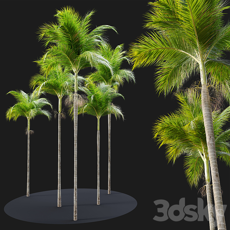 Archontophoenix alexandrae 3D Model