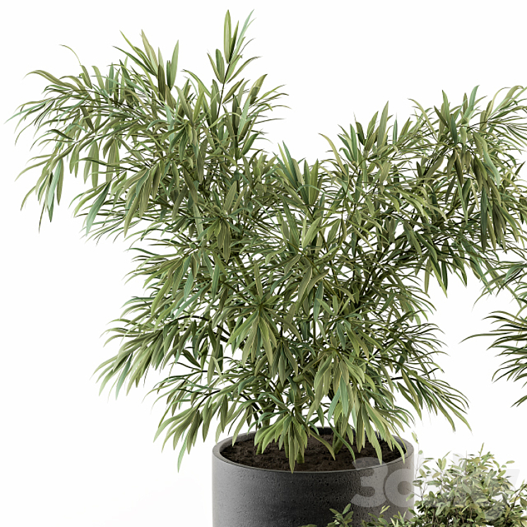 indoor Plant Set 253 – Plants Set in pot 3DS Max - thumbnail 2