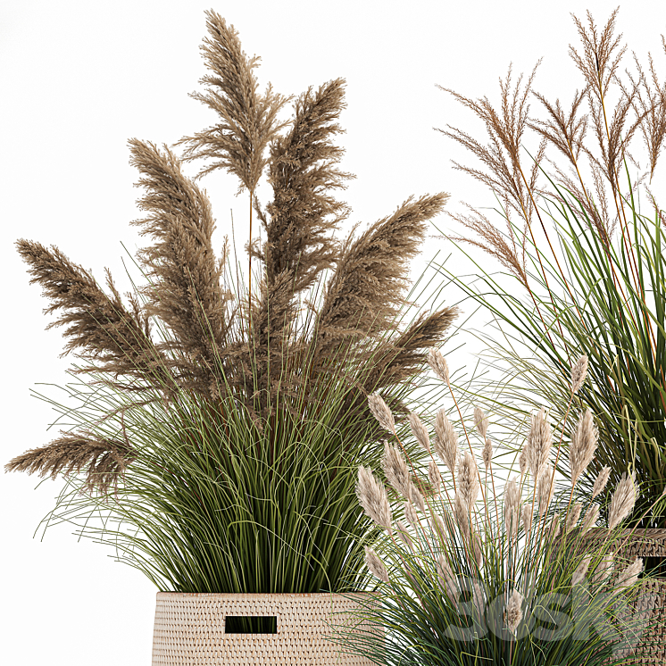 Collection of plants in flower baskets with Pampas grass weinik reeds for landscape design. Set 1025. 3D Model
