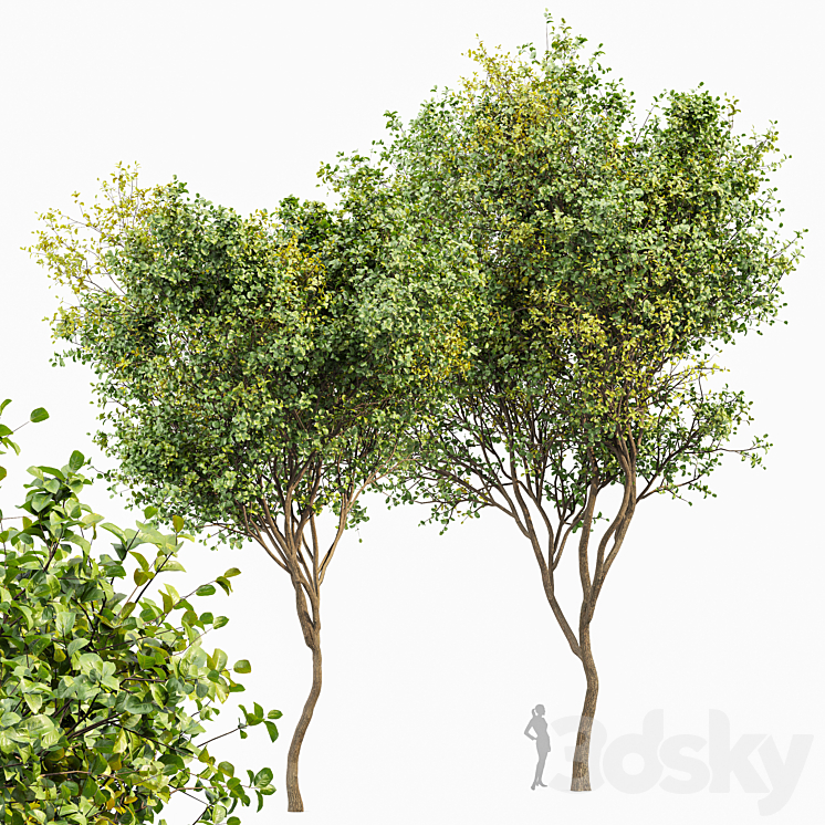 Beautiful 2Trees Bush Leaf 3DS Max - thumbnail 1
