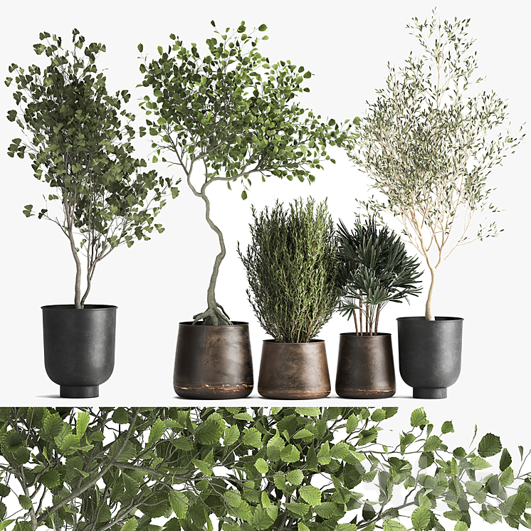 Collection of trees in black metal pots with Olive Ginkgo. Set 1034. 3DS Max - thumbnail 1