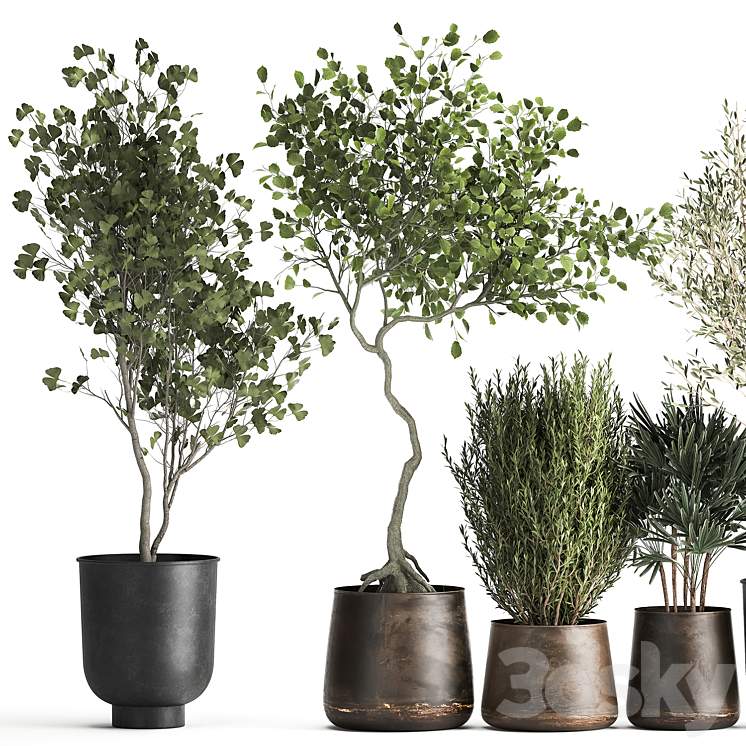 Collection of trees in black metal pots with Olive Ginkgo. Set 1034. 3DS Max - thumbnail 2