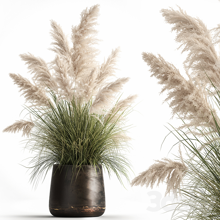 Bush white pampas grass in a street rusty metal pot white reed Cortaderia.  1032. 3DS Max - thumbnail 1