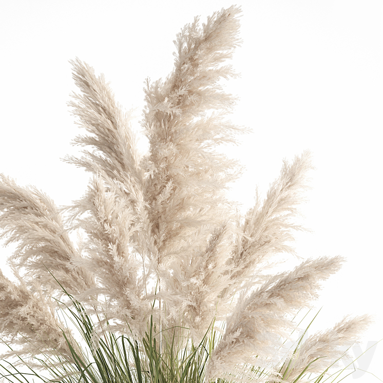 Bush white pampas grass in a street rusty metal pot white reed Cortaderia.  1032. 3DS Max - thumbnail 2