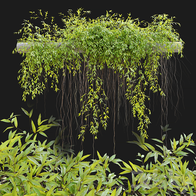 Hanging Plant 25 3DS Max - thumbnail 1